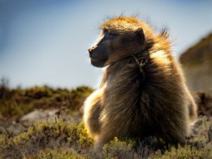 Baboons in the Cape