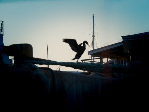 Dancing Bird