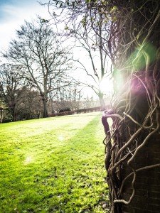 Harrogate Valley Gardens Vines