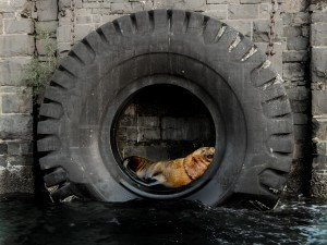 Napping Seal
