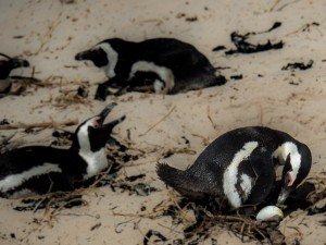 Nesting Penguins - Boulders Colony