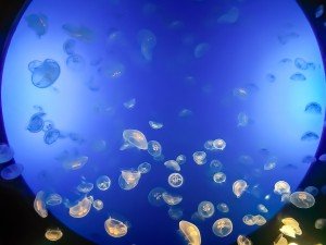 San Sebastian - A Jellyfish Tank