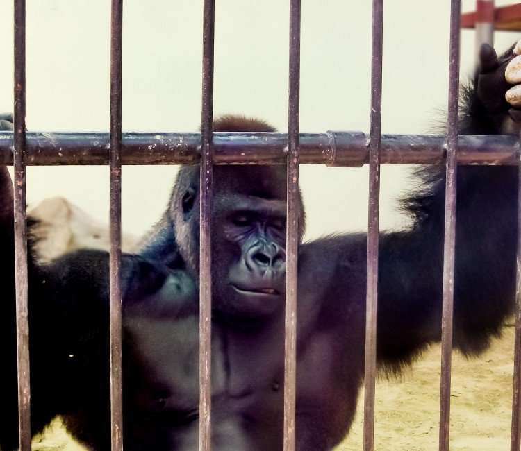 United Arab Emirates Featured Gorilla