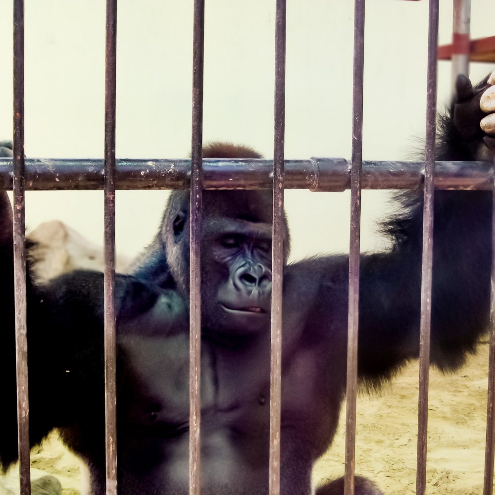 United Arab Emirates Featured Gorilla