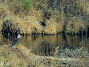 Bald Eagle: Somewhere in Ontario