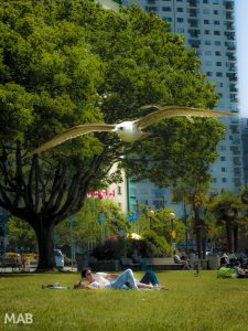 Seagull Photo Bomb in Vancouver
