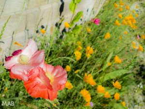 Flowers on the side of the road