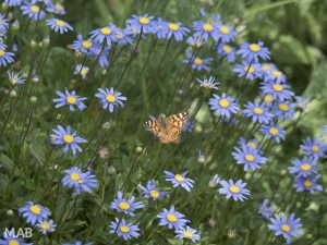 Flutter By