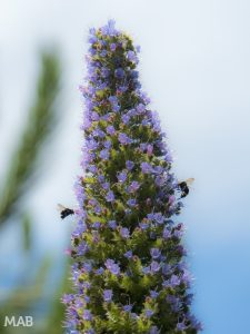 Bees at Work