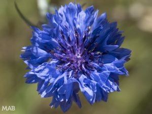 Blue Flower