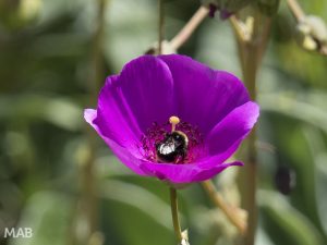 Another Busy Bee