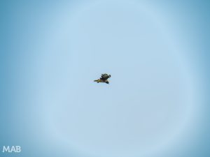 Another Hawk