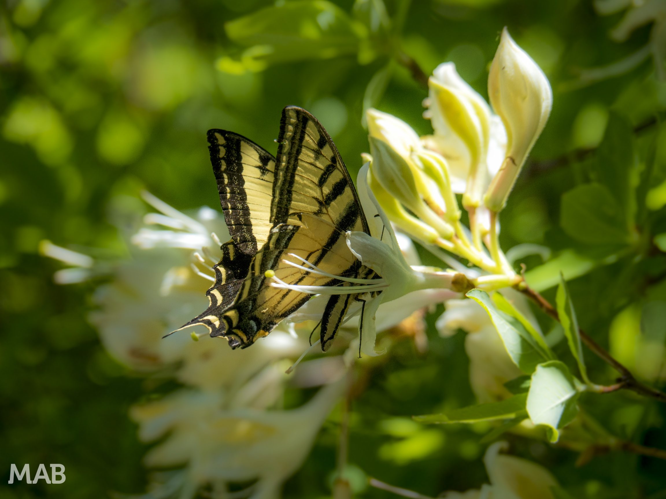 Butterfly at Work