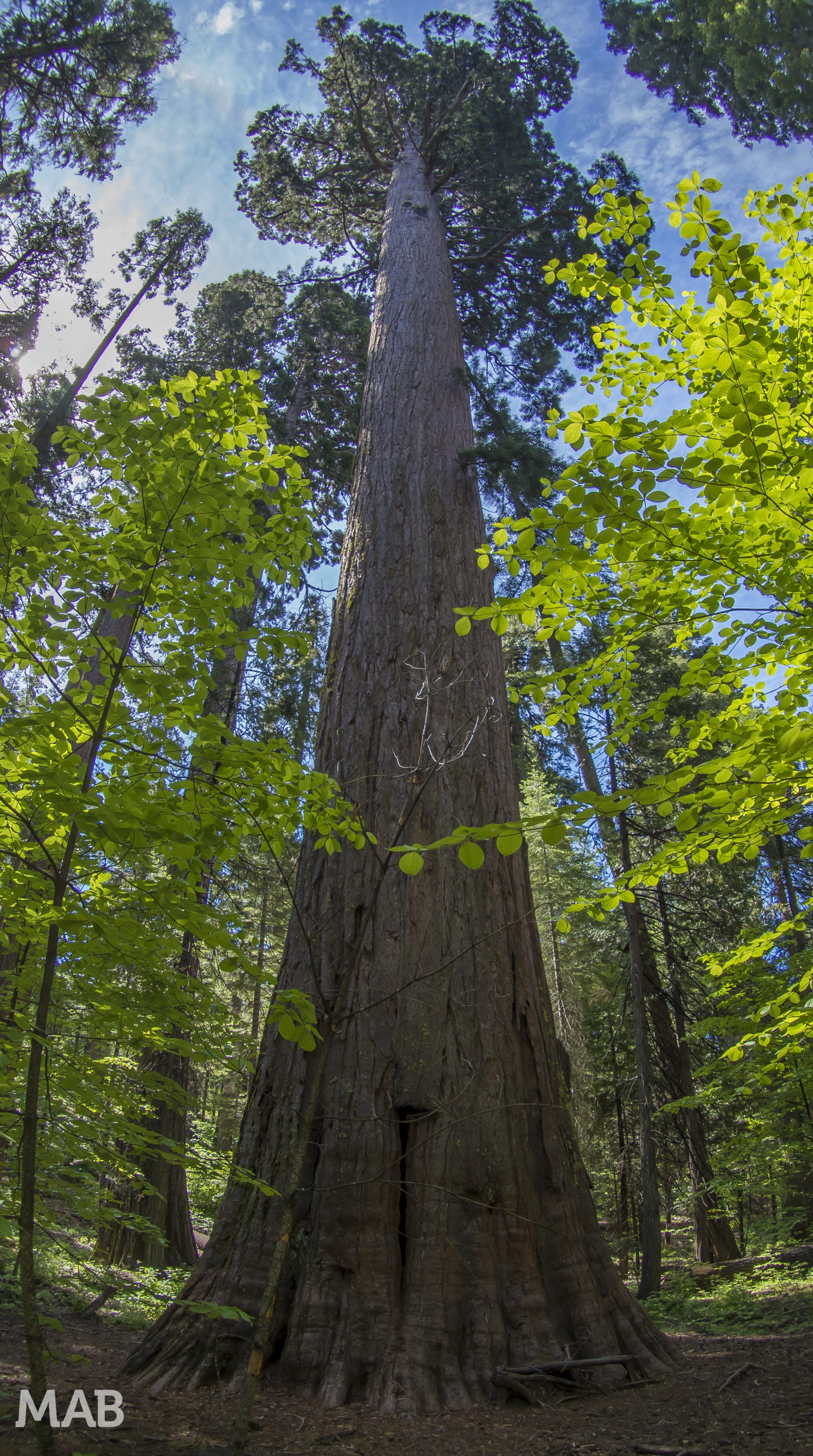 Big Trees 1