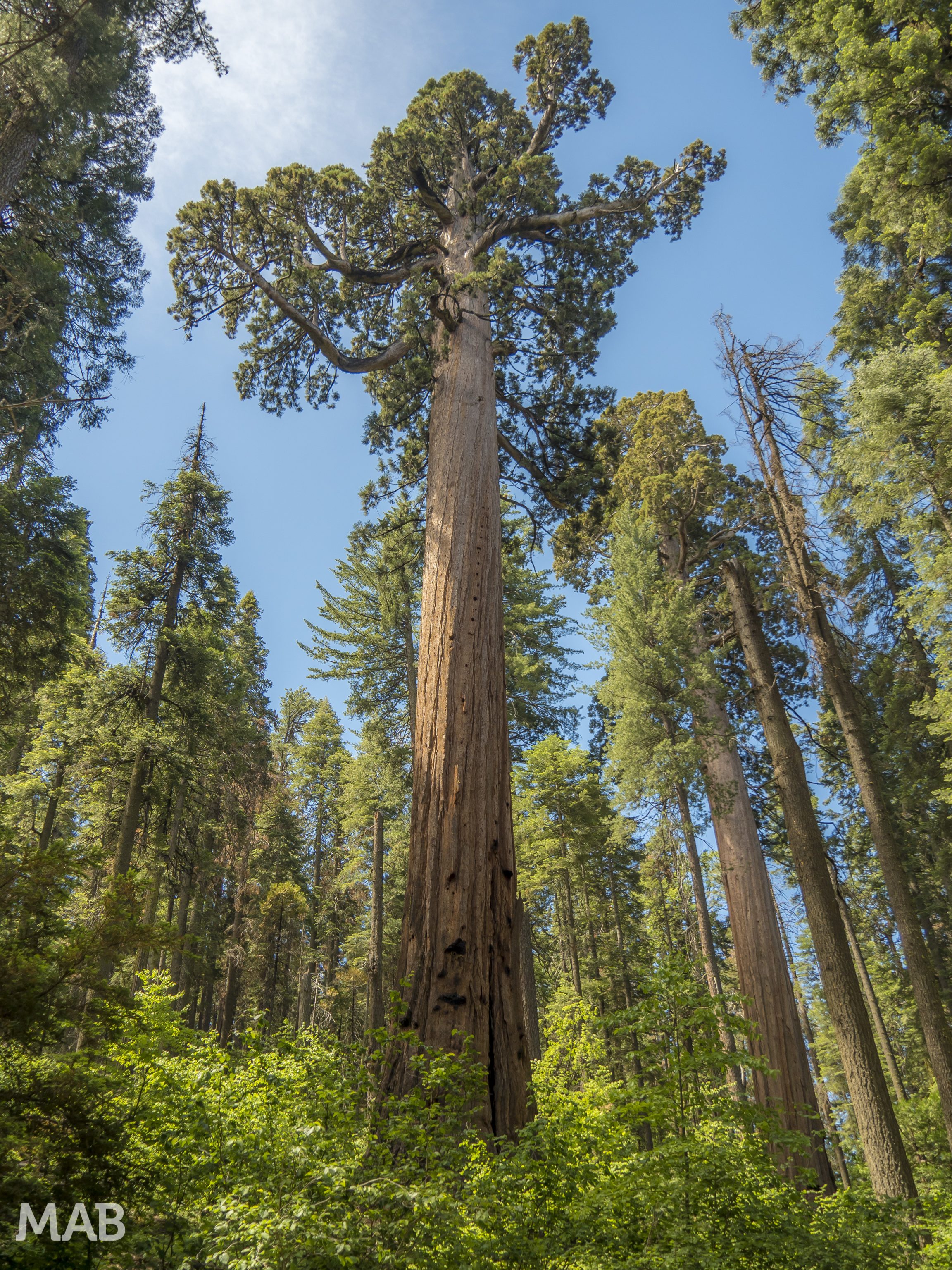 Big Trees 2