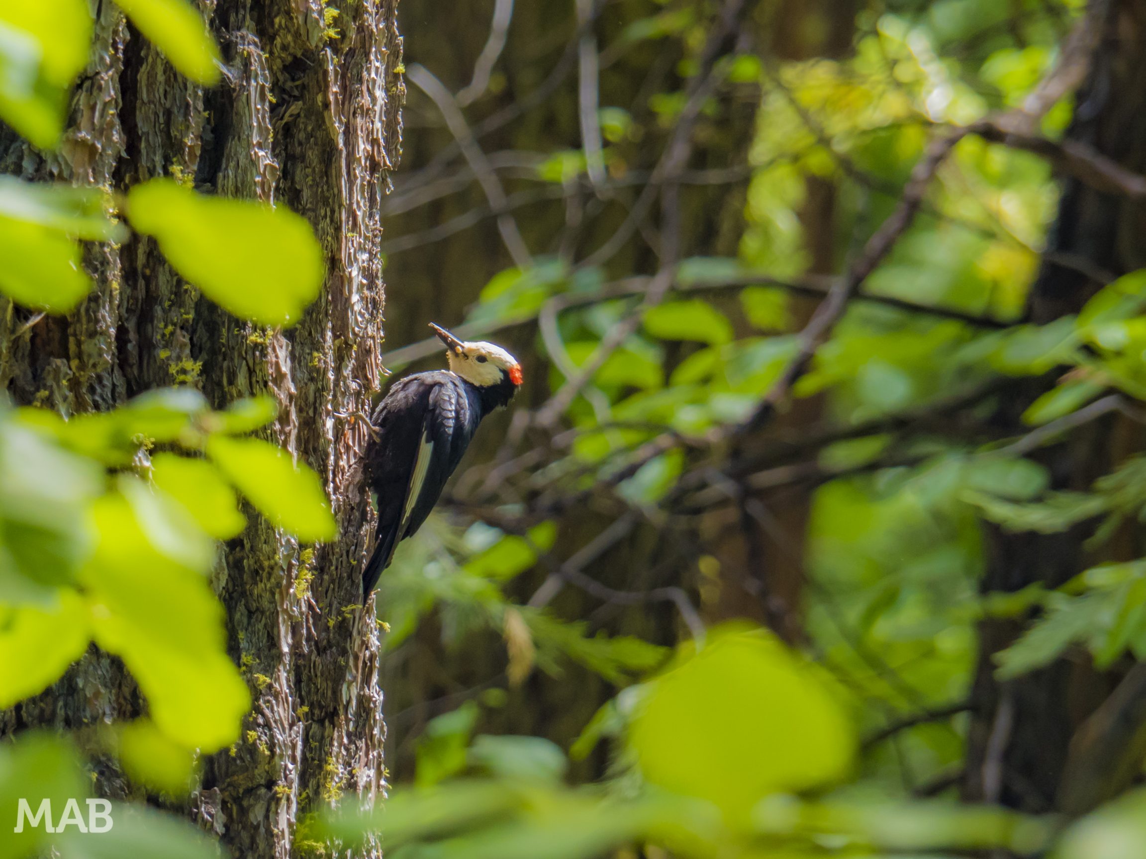 Big Trees Woodpecker