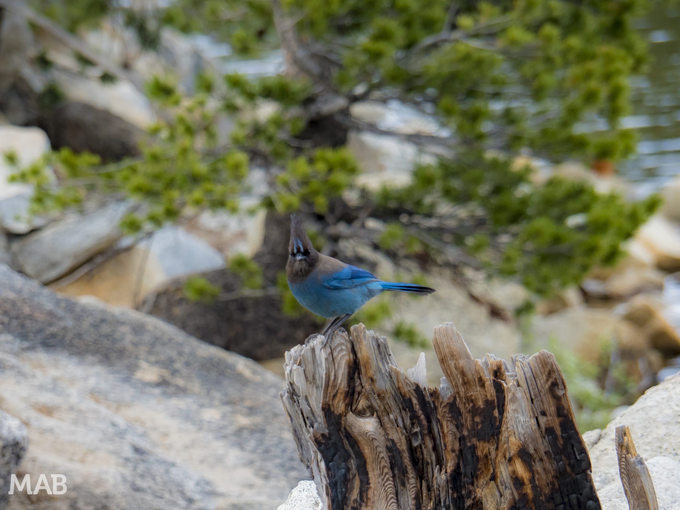 Angry Blue Bird