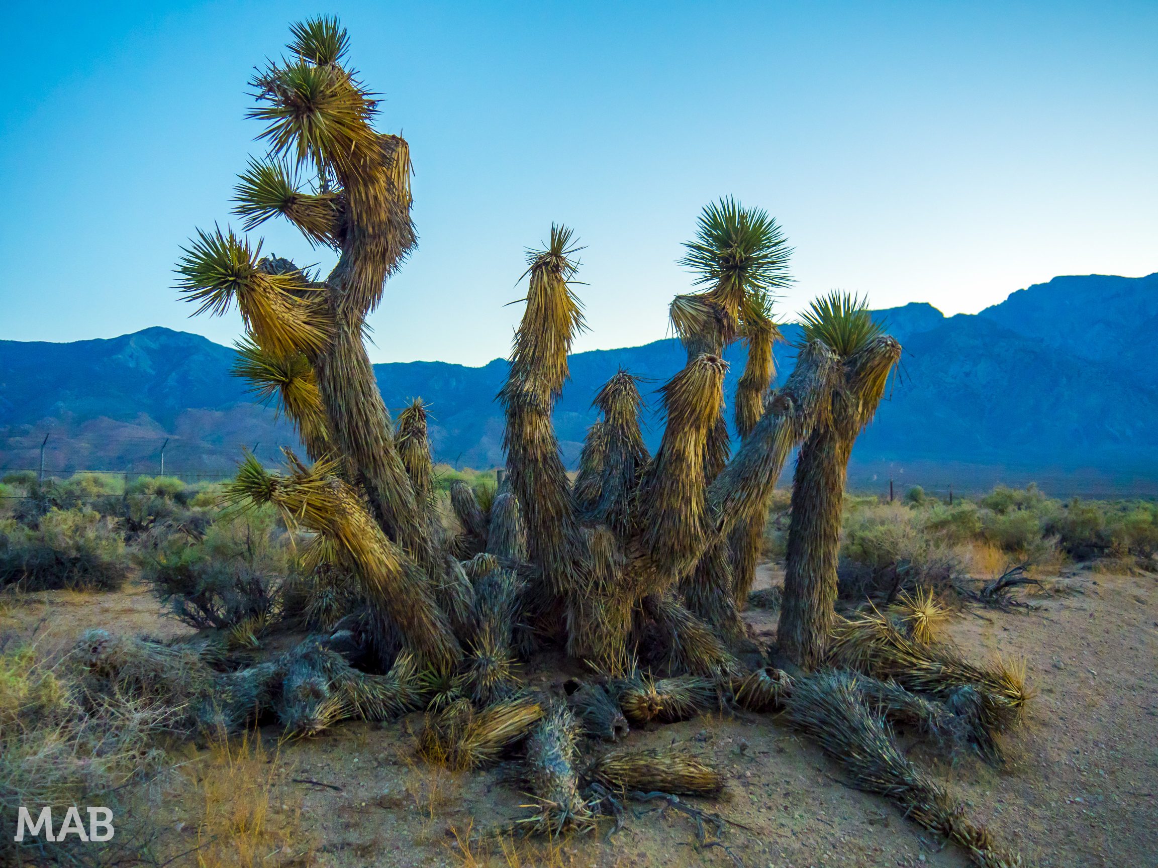 Cactus in Olancha