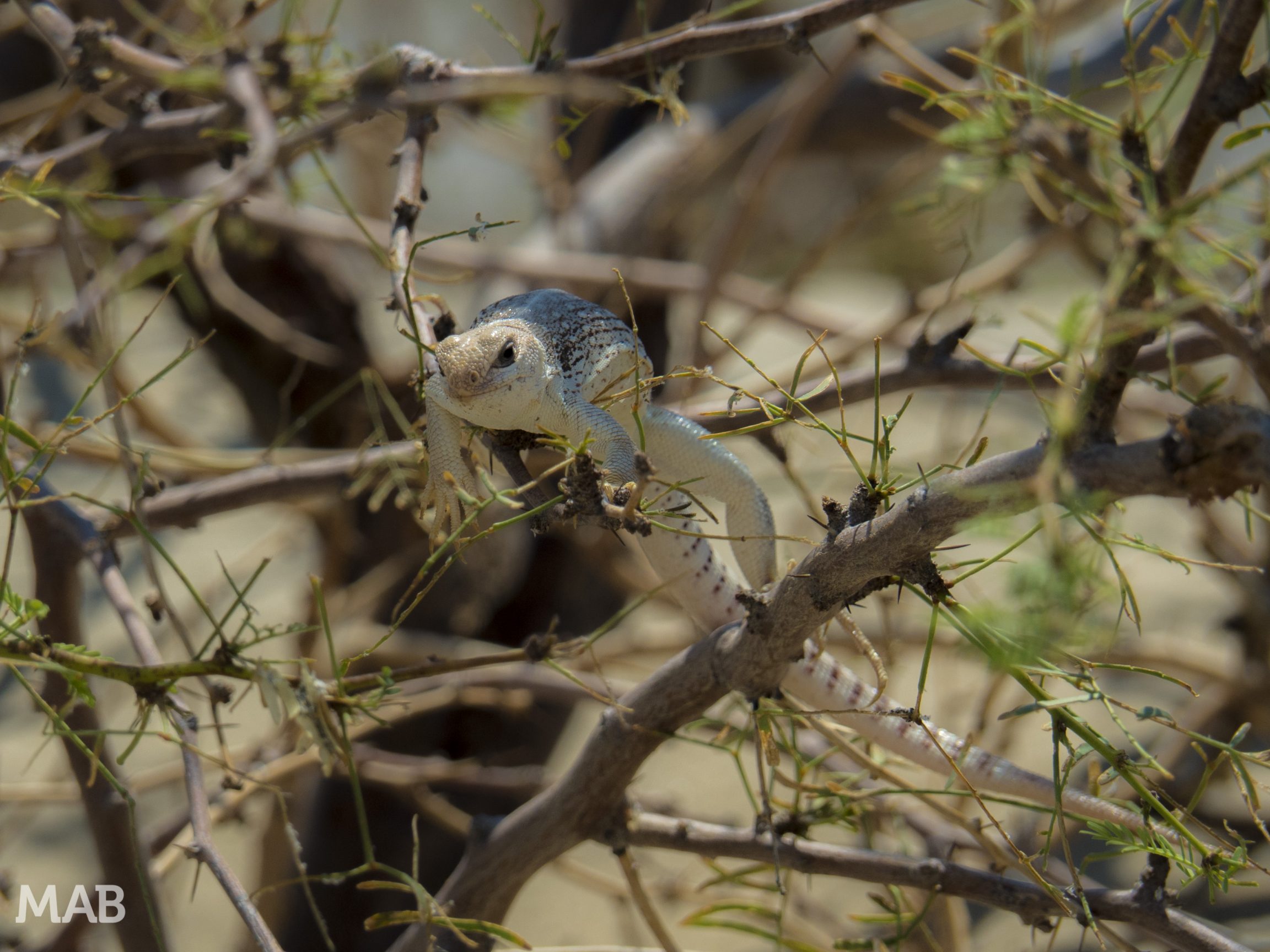 Mesquite Flat Lizard