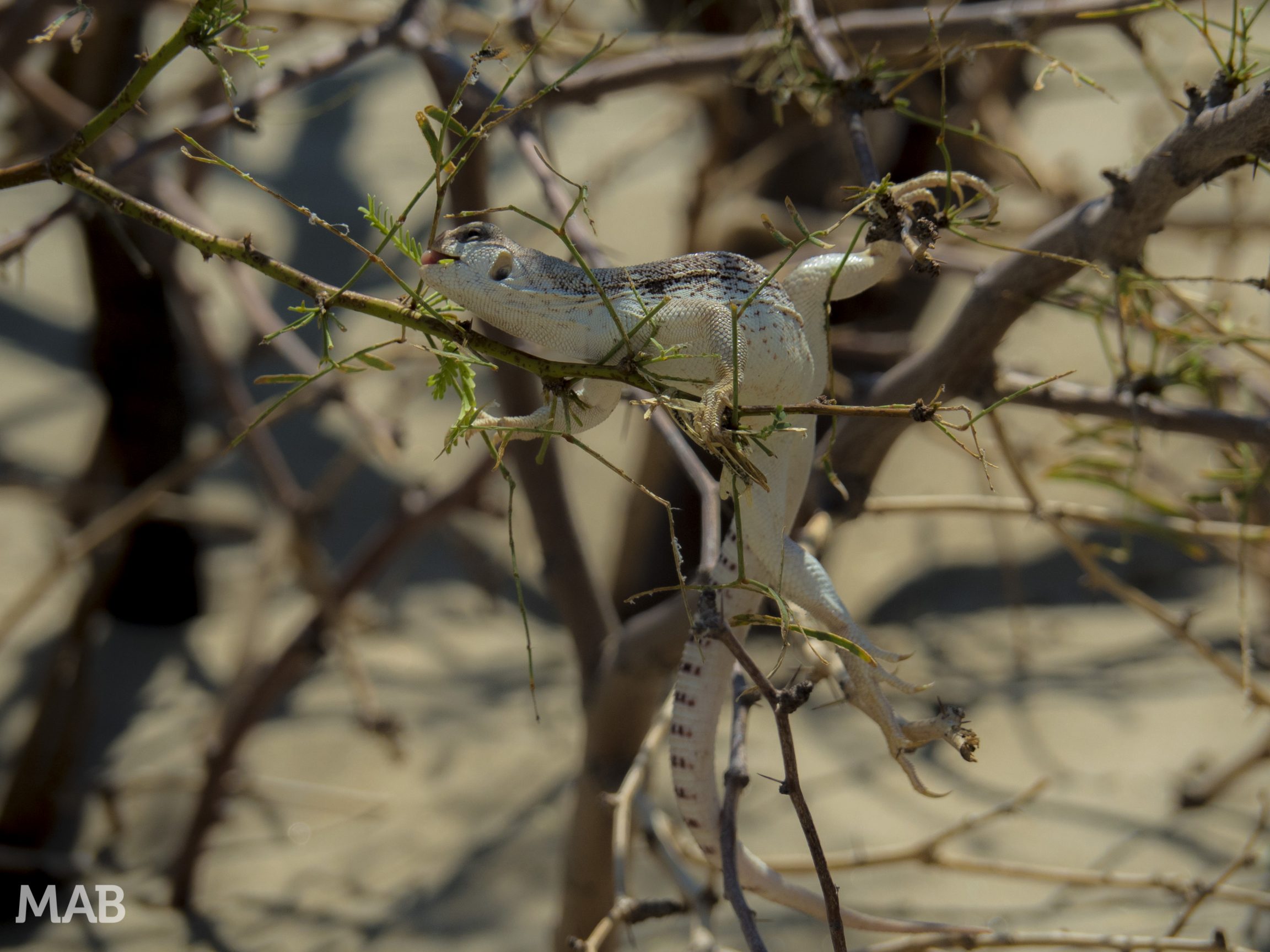 Mesquite Flat Lizard 2