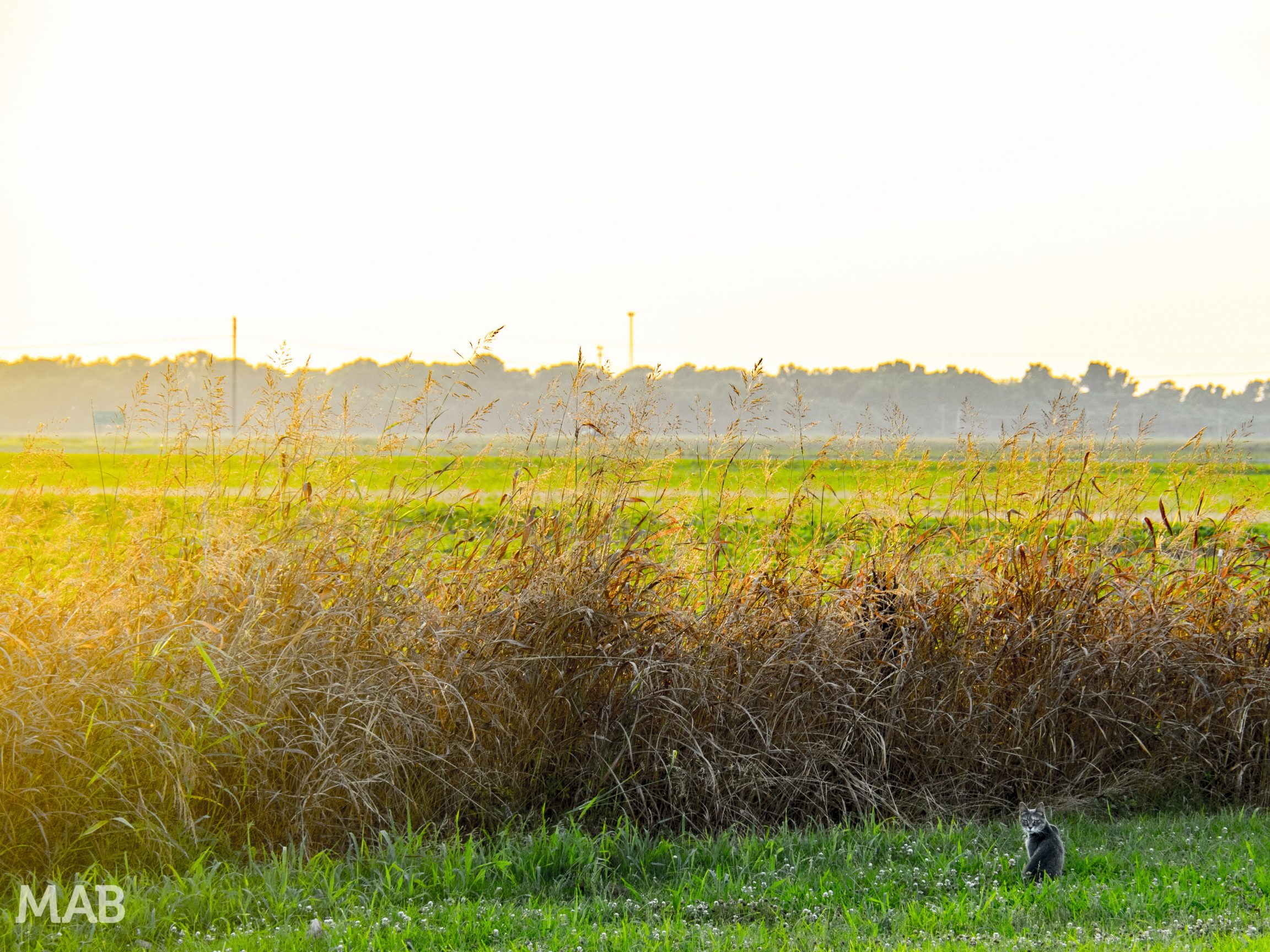 Hopson Plantation Sunset