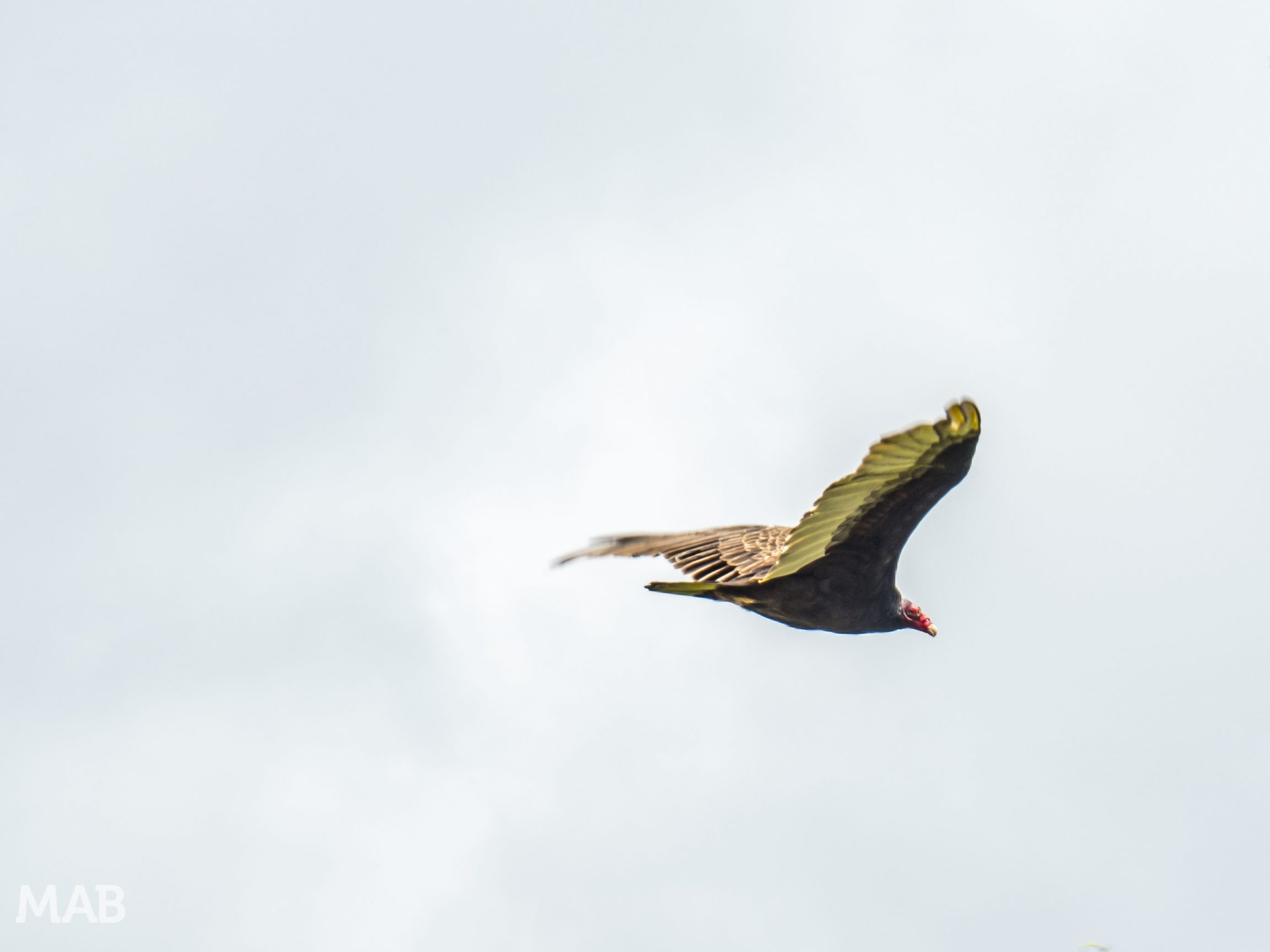 A Turkey Vulture