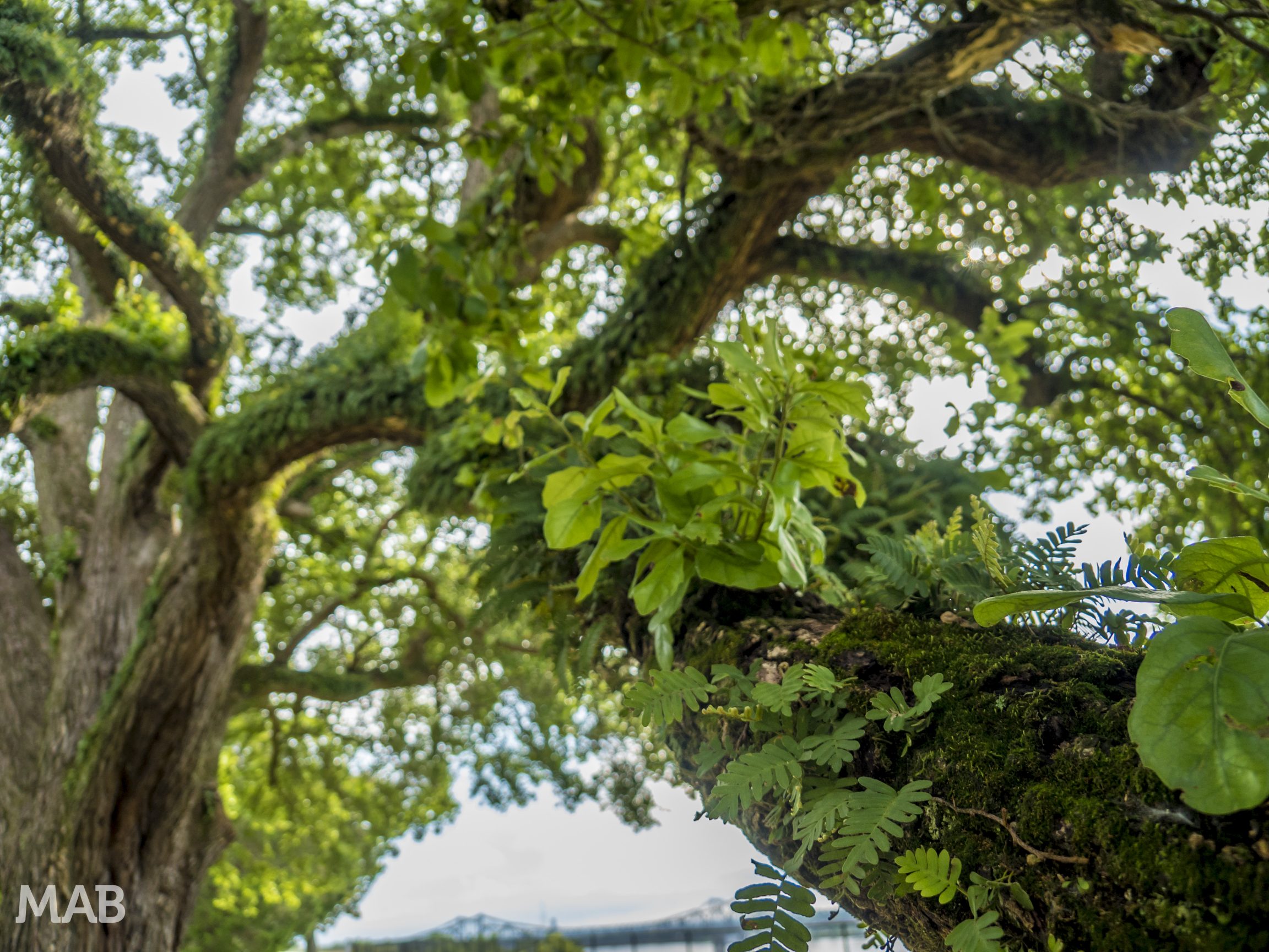 Plants Growing on Trees