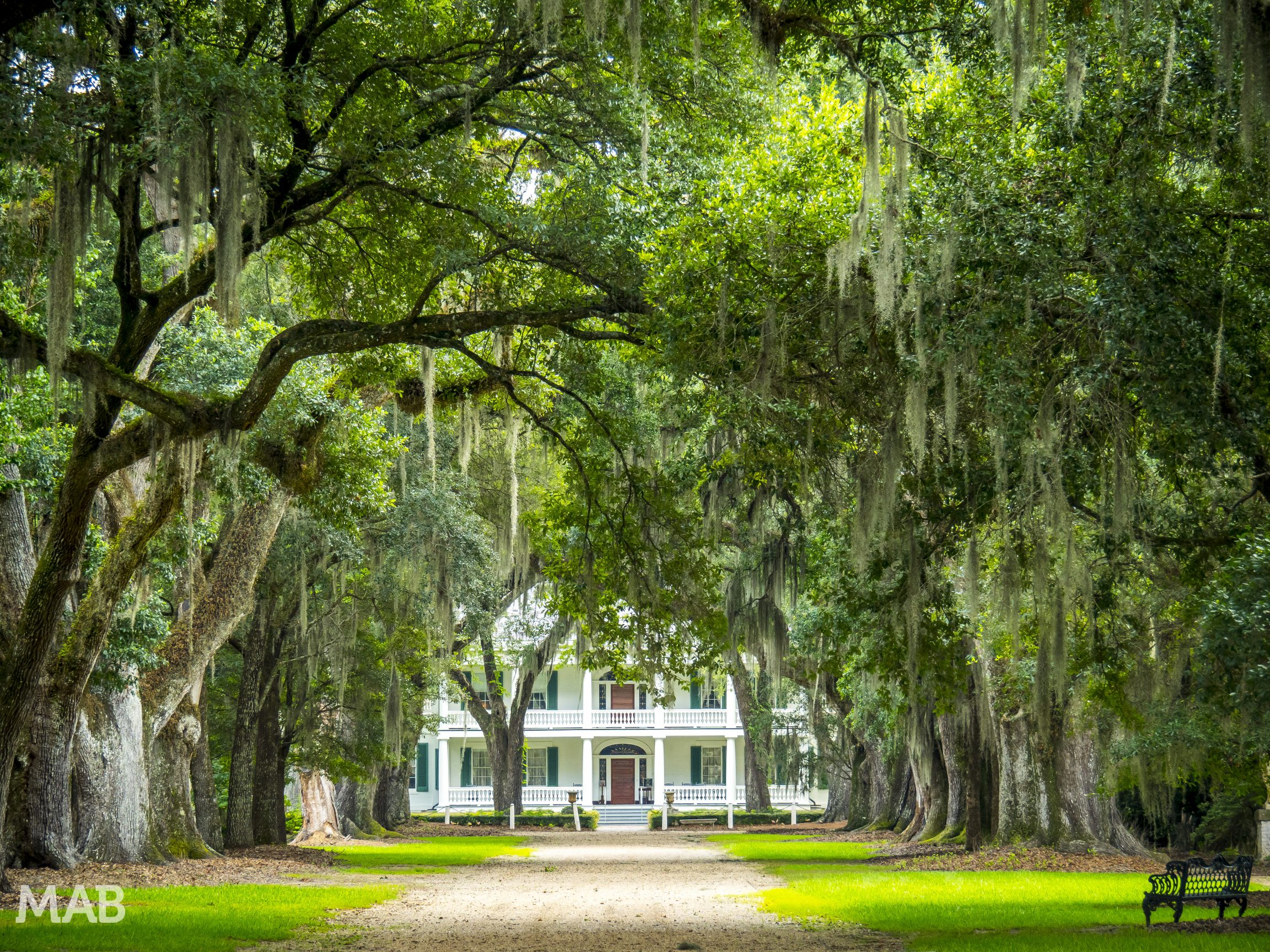 Rosedown Plantation Driveway