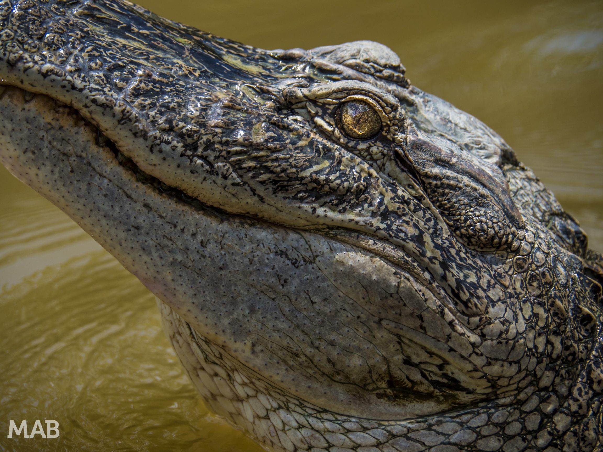 Smiling Crocodile