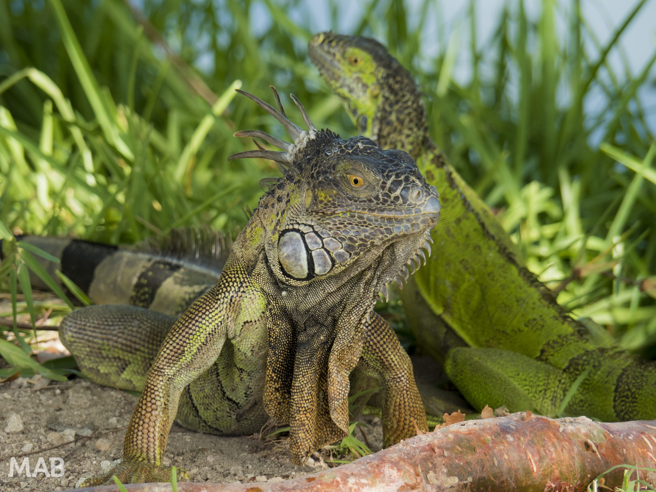 Iguanas Key West