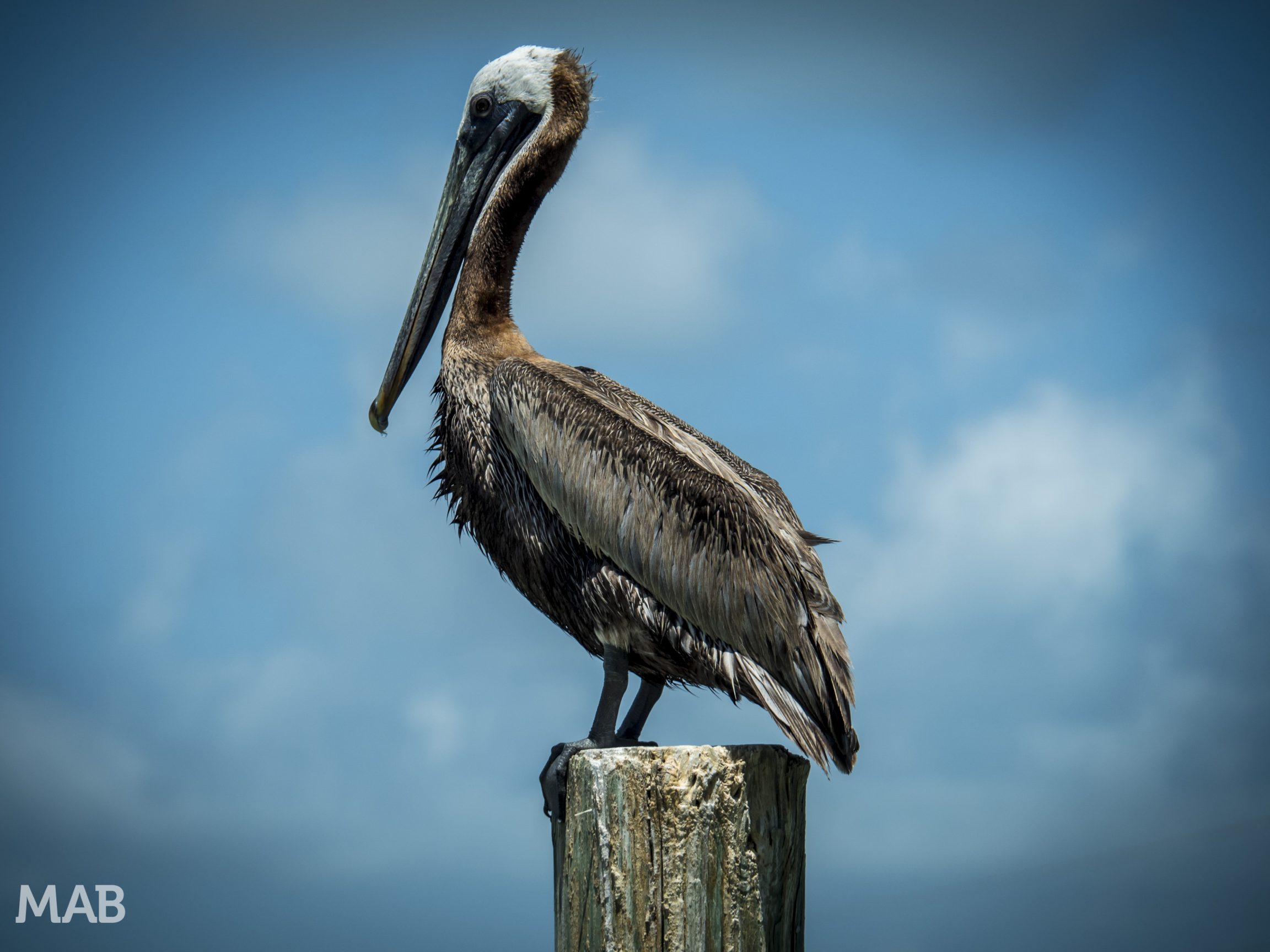 Pelican Key West