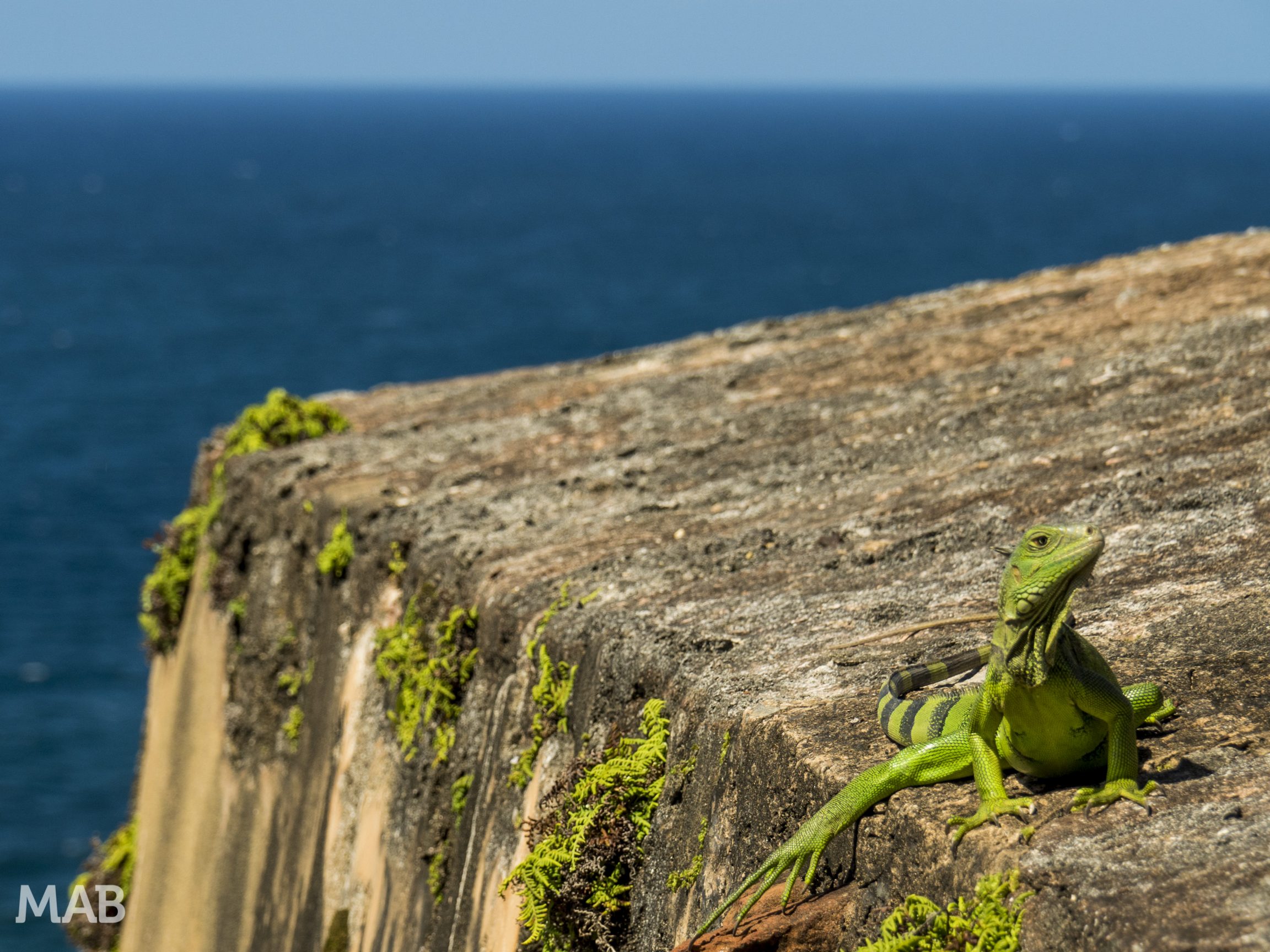 Iguana at San Felipe del Morro Fortress