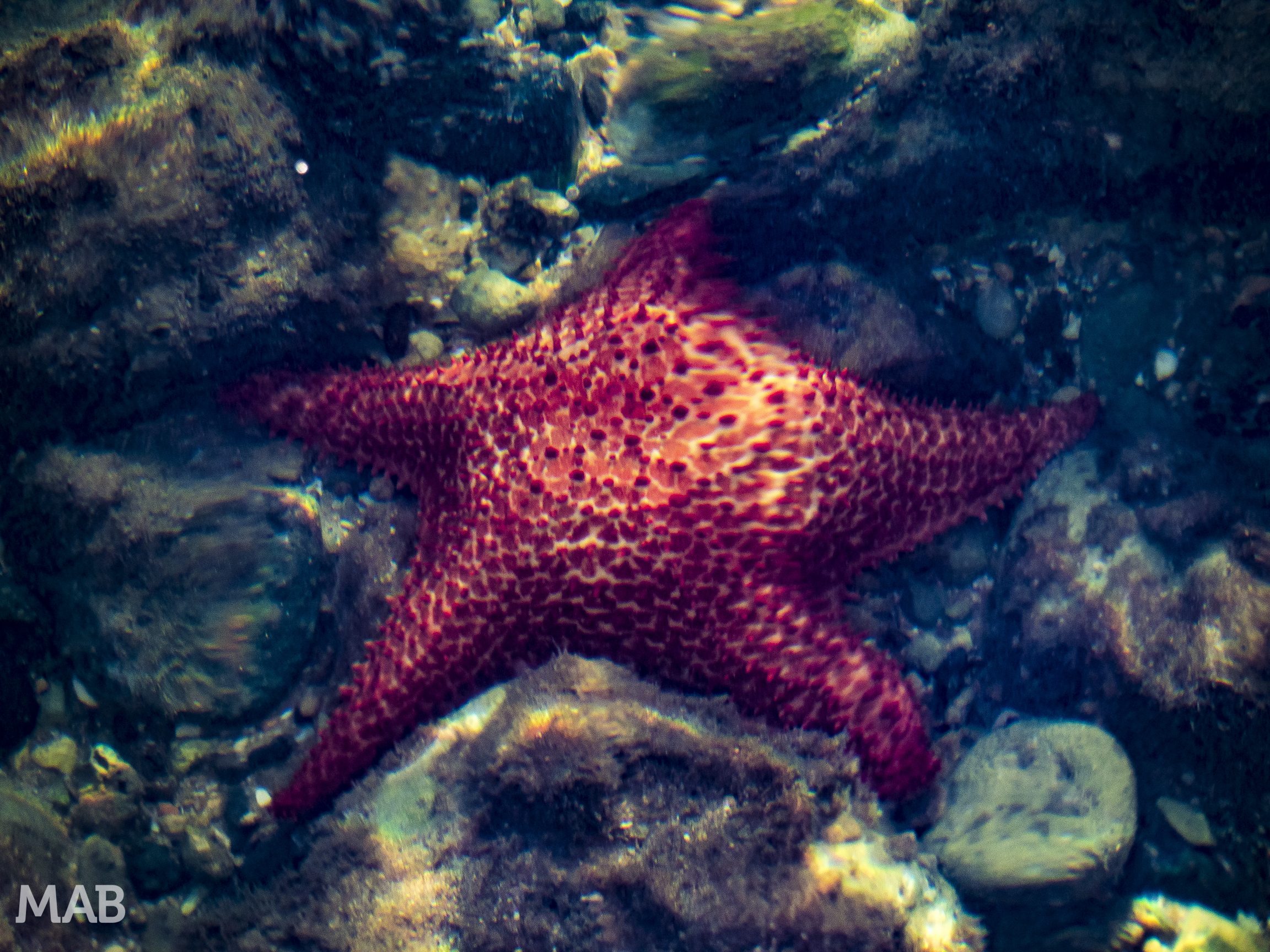 Red Starfish