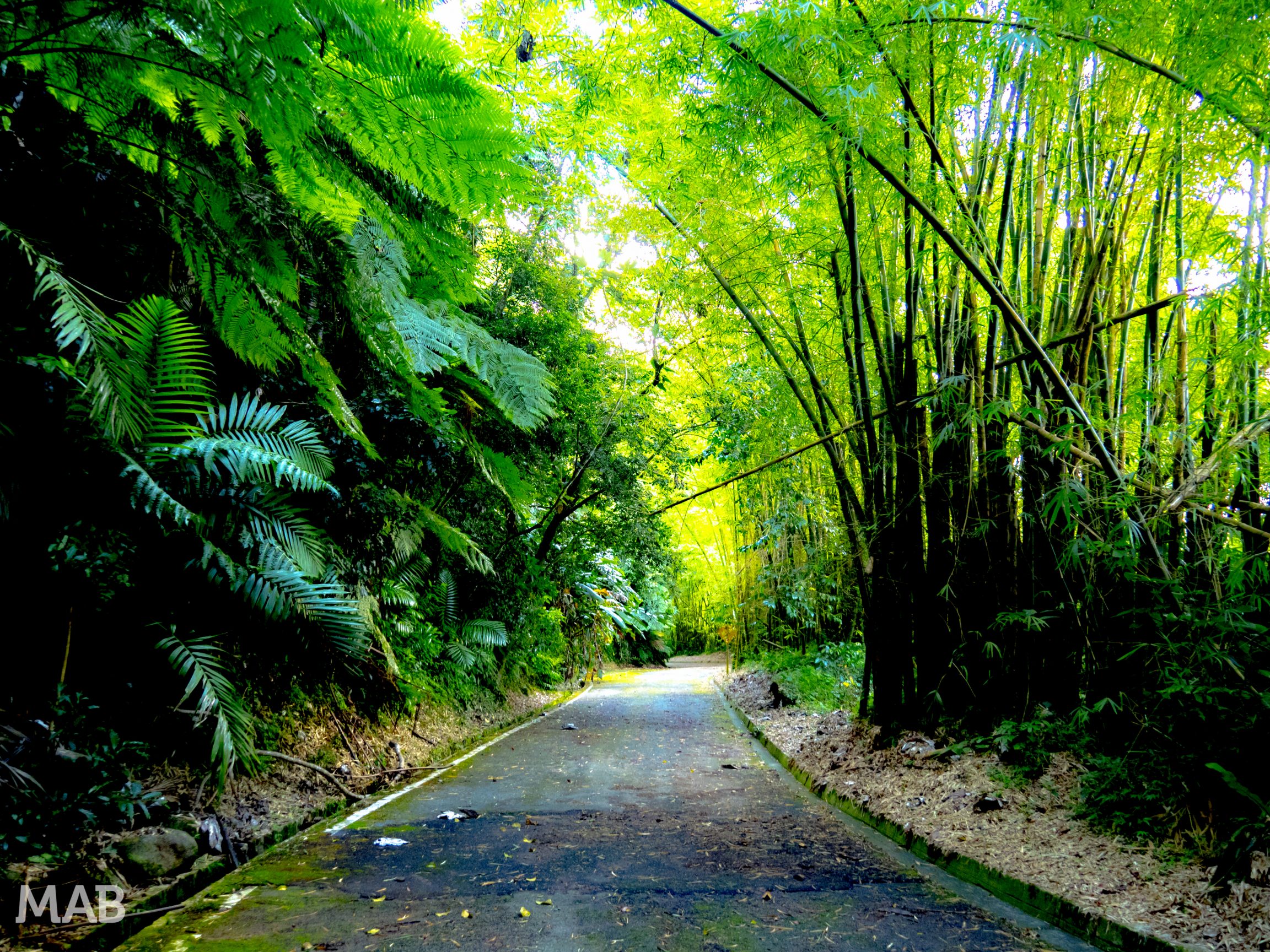 Closed Road Through El Yunque