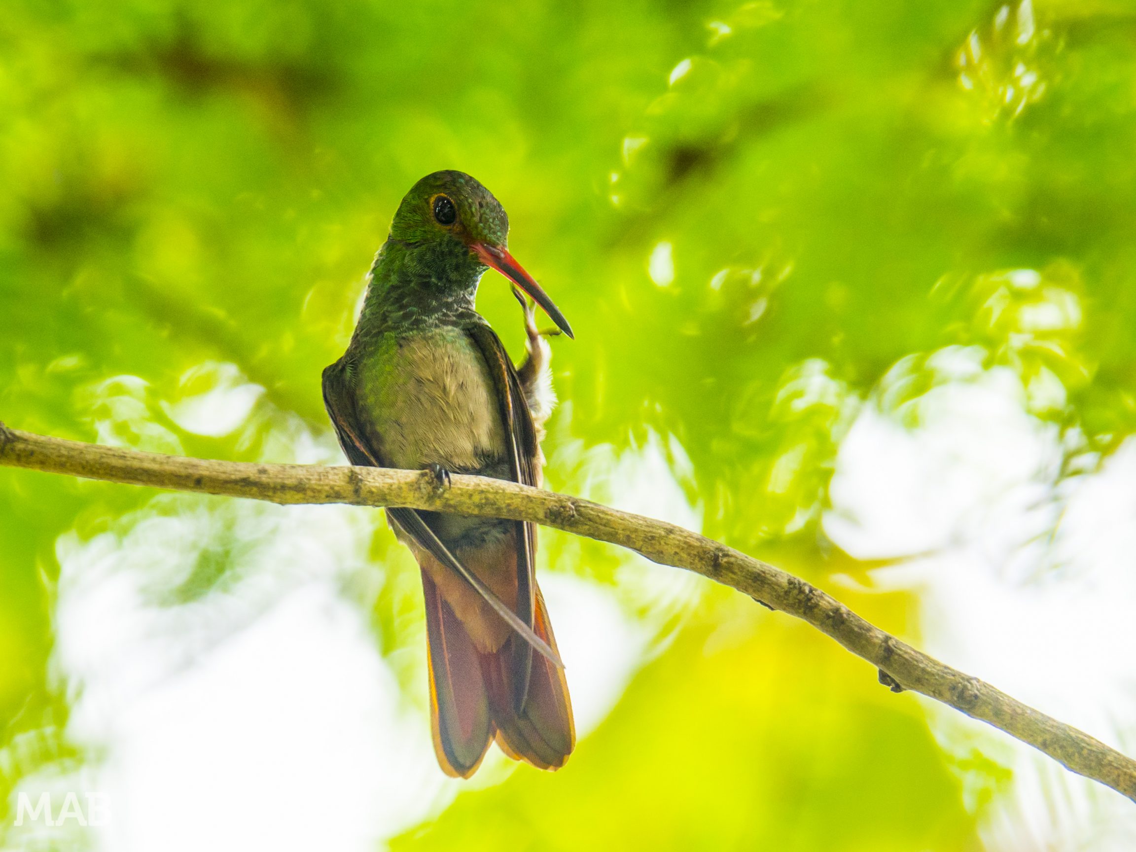 Hummingbird In The City