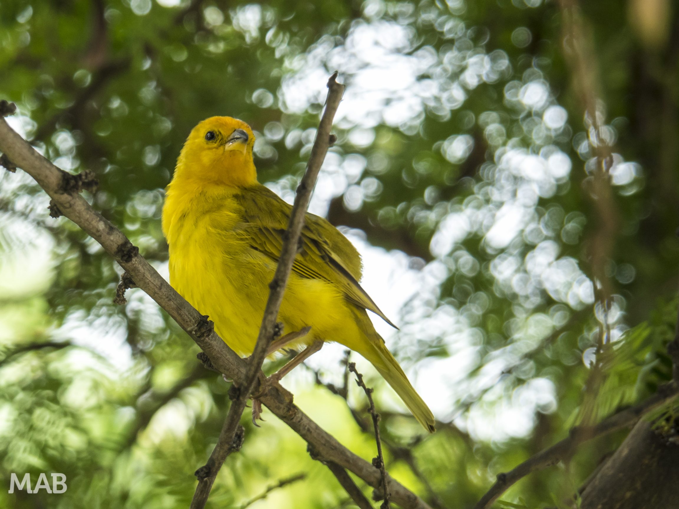 Name That Yellow Bird?