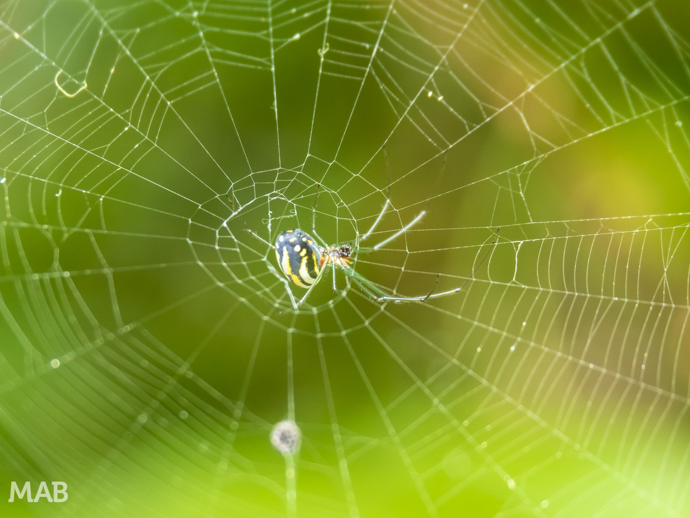 Little Spider