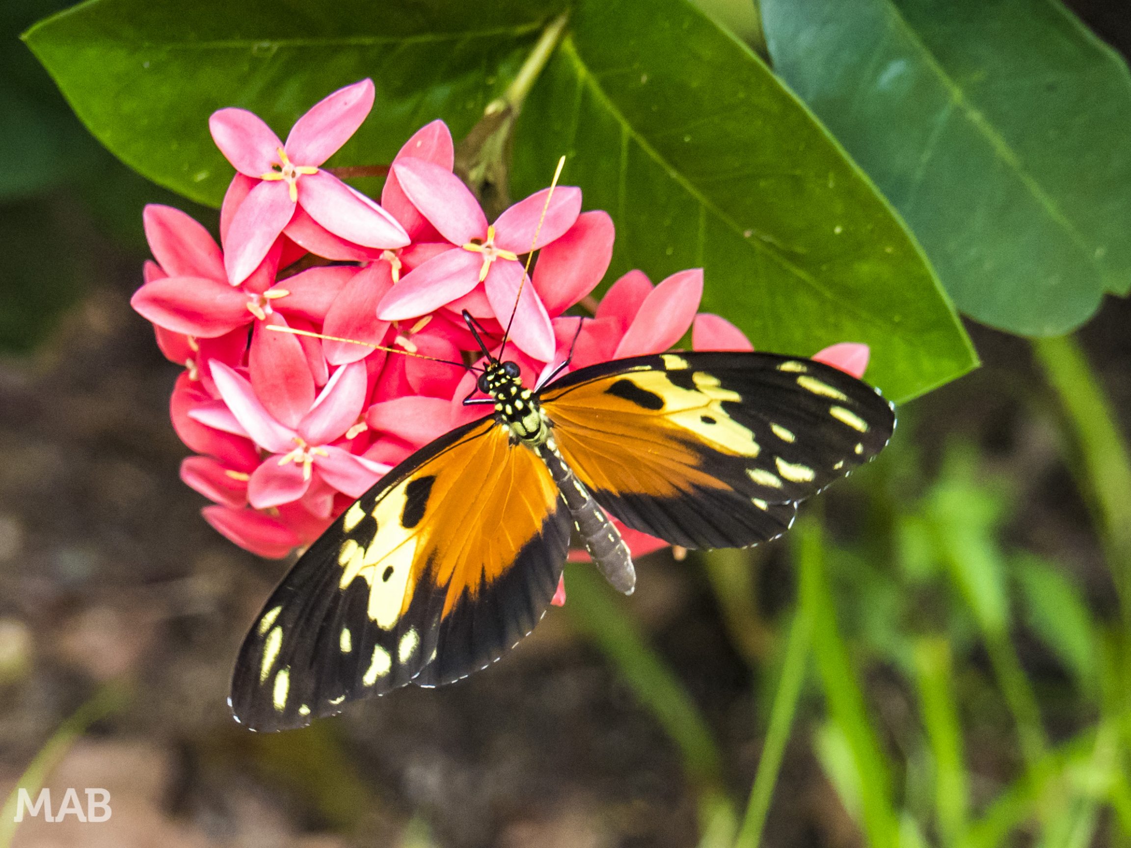 Lots of Butterflies 1