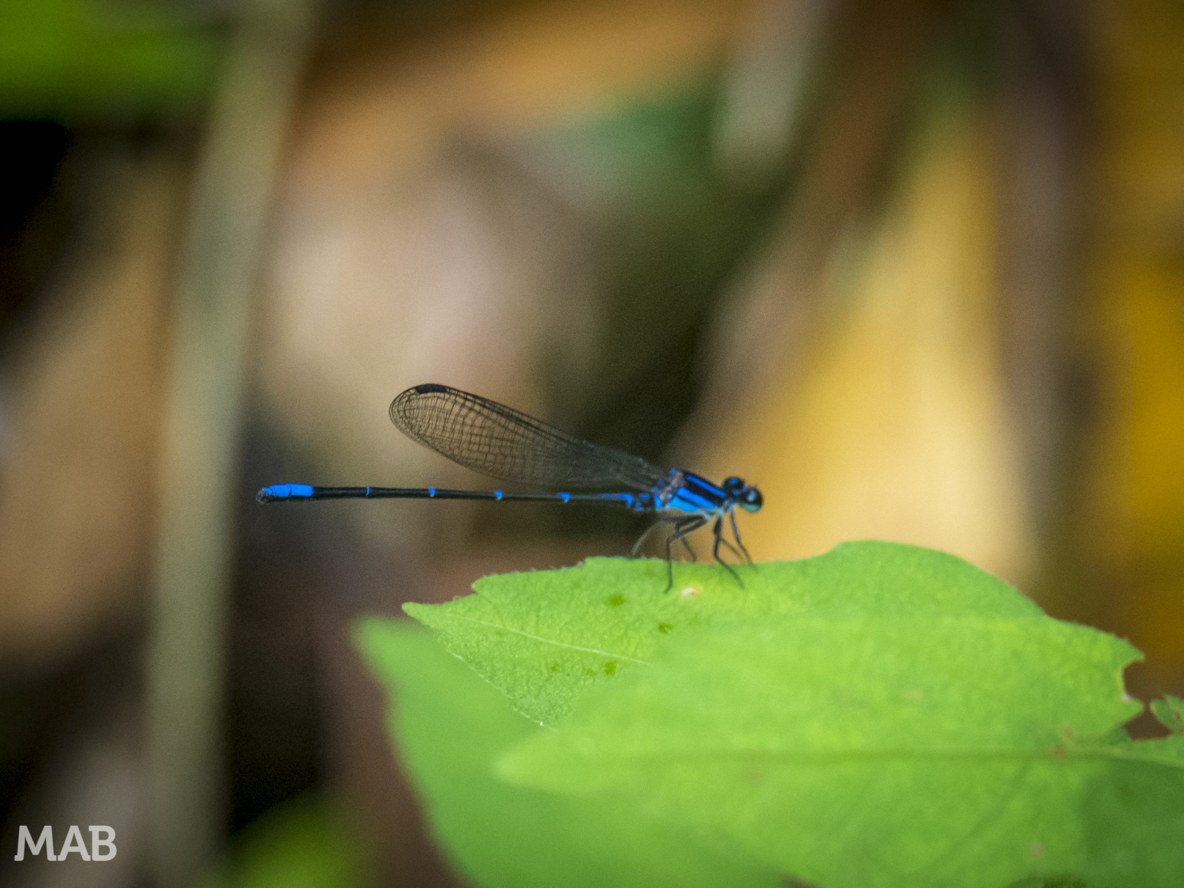 Lots of Dragonflies 2