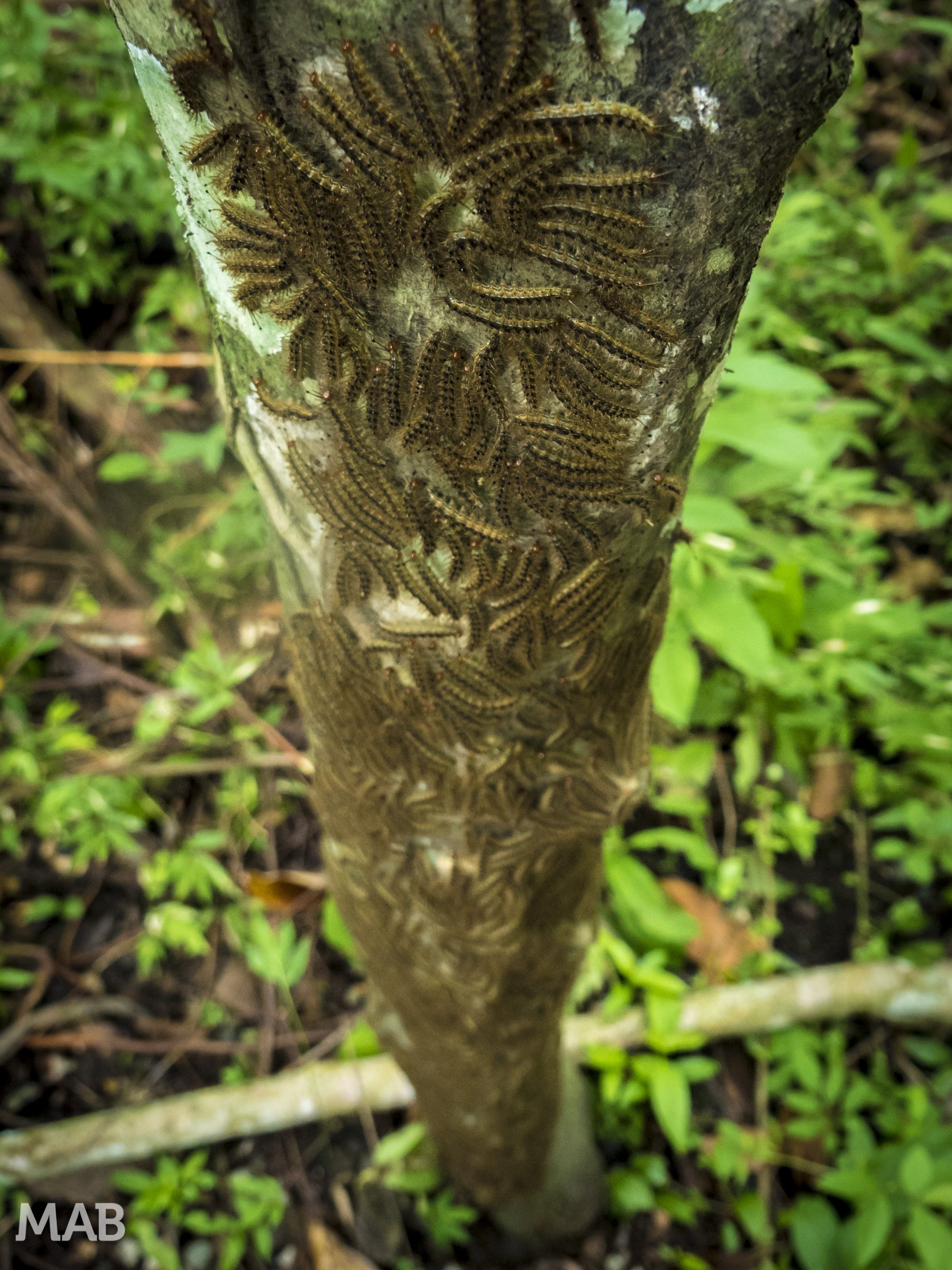 Bugs on a Tree