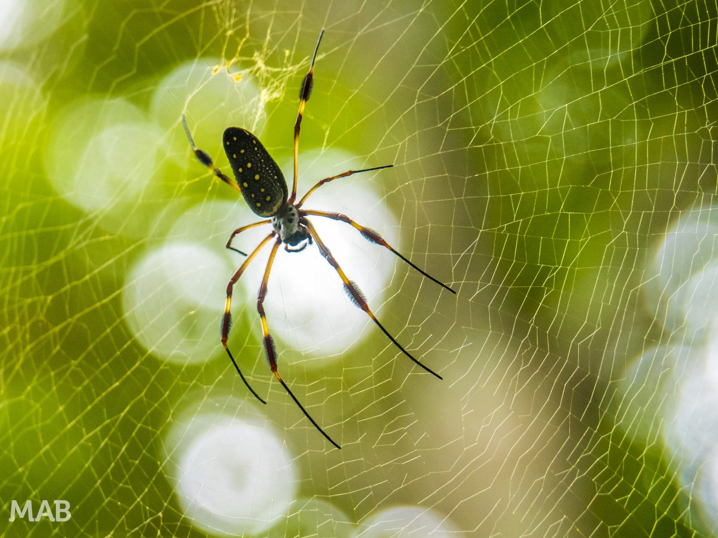 Big Spider