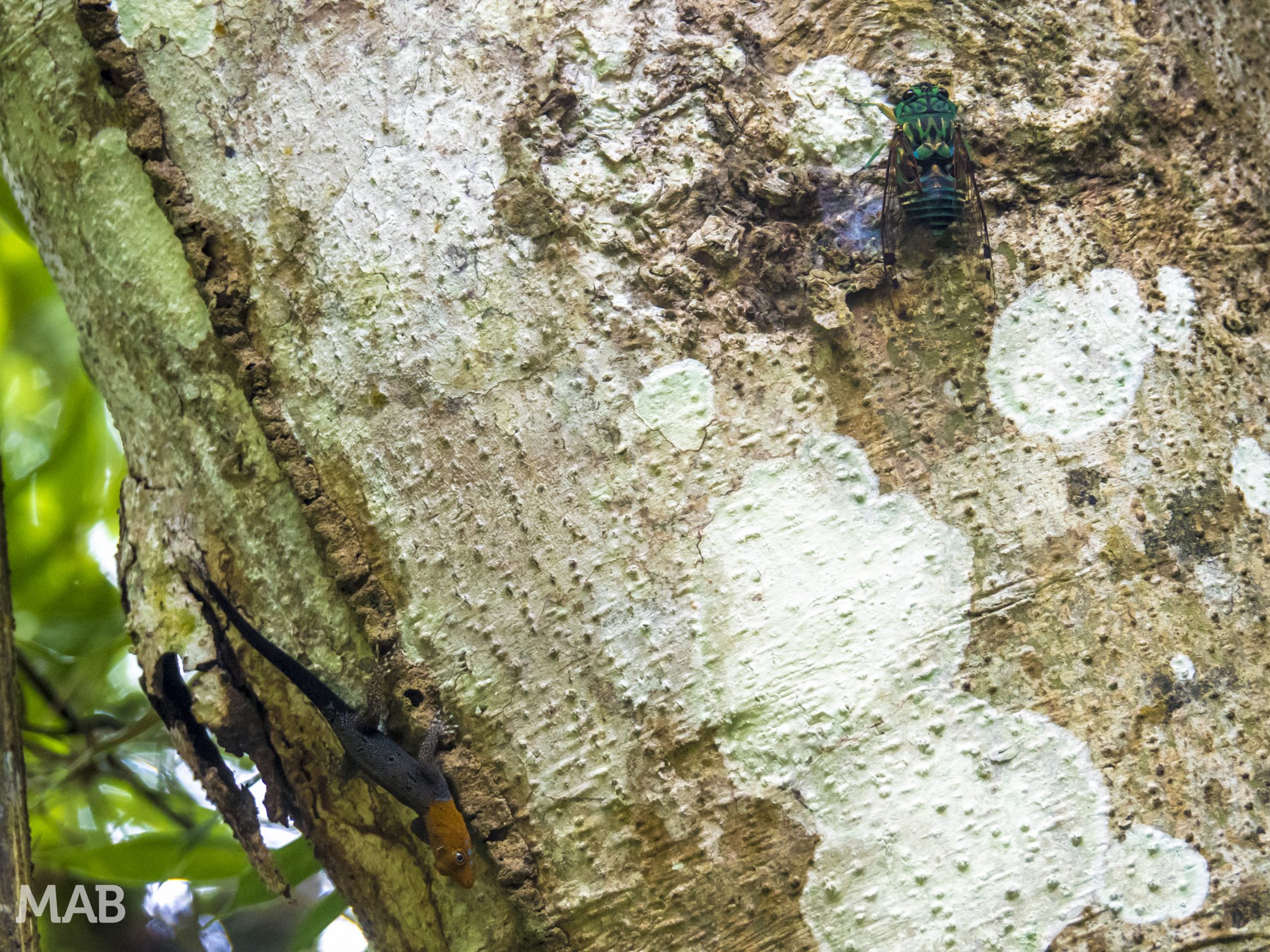 Cicada Meets Lizard
