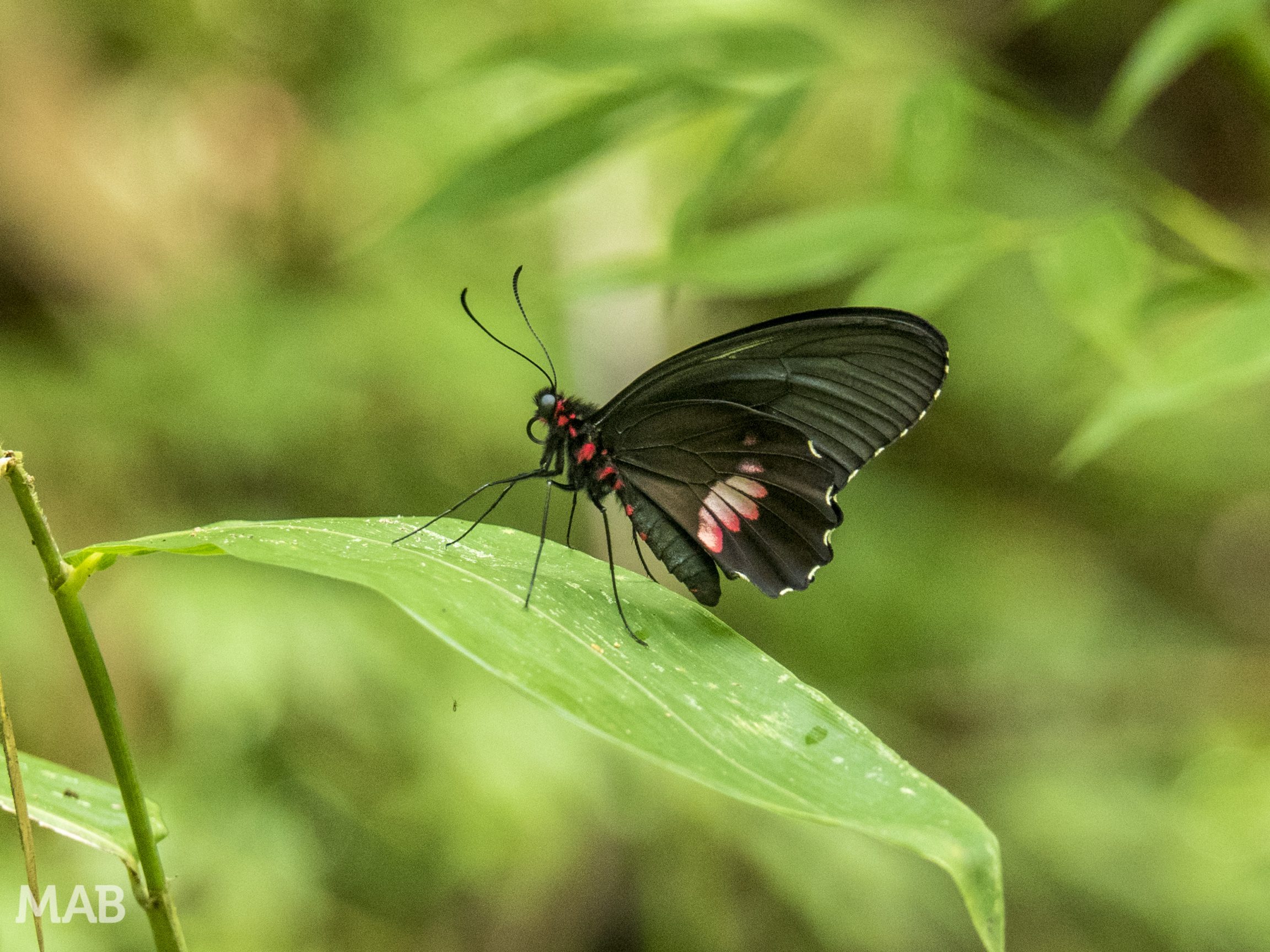 Lots of Butterflies 4