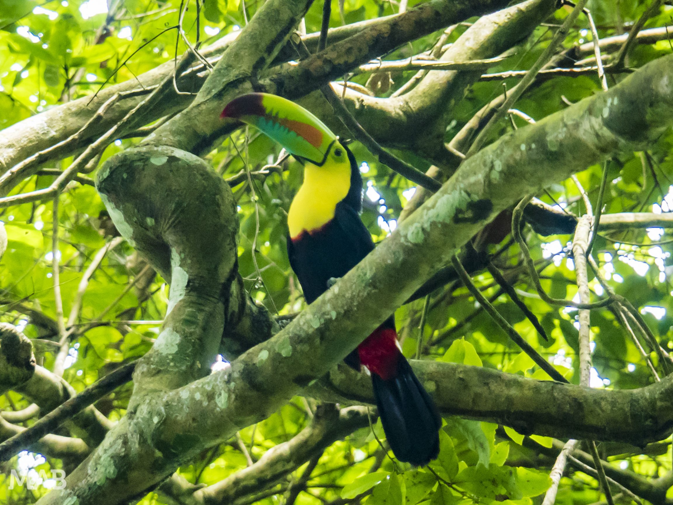 Tucan in a Tree
