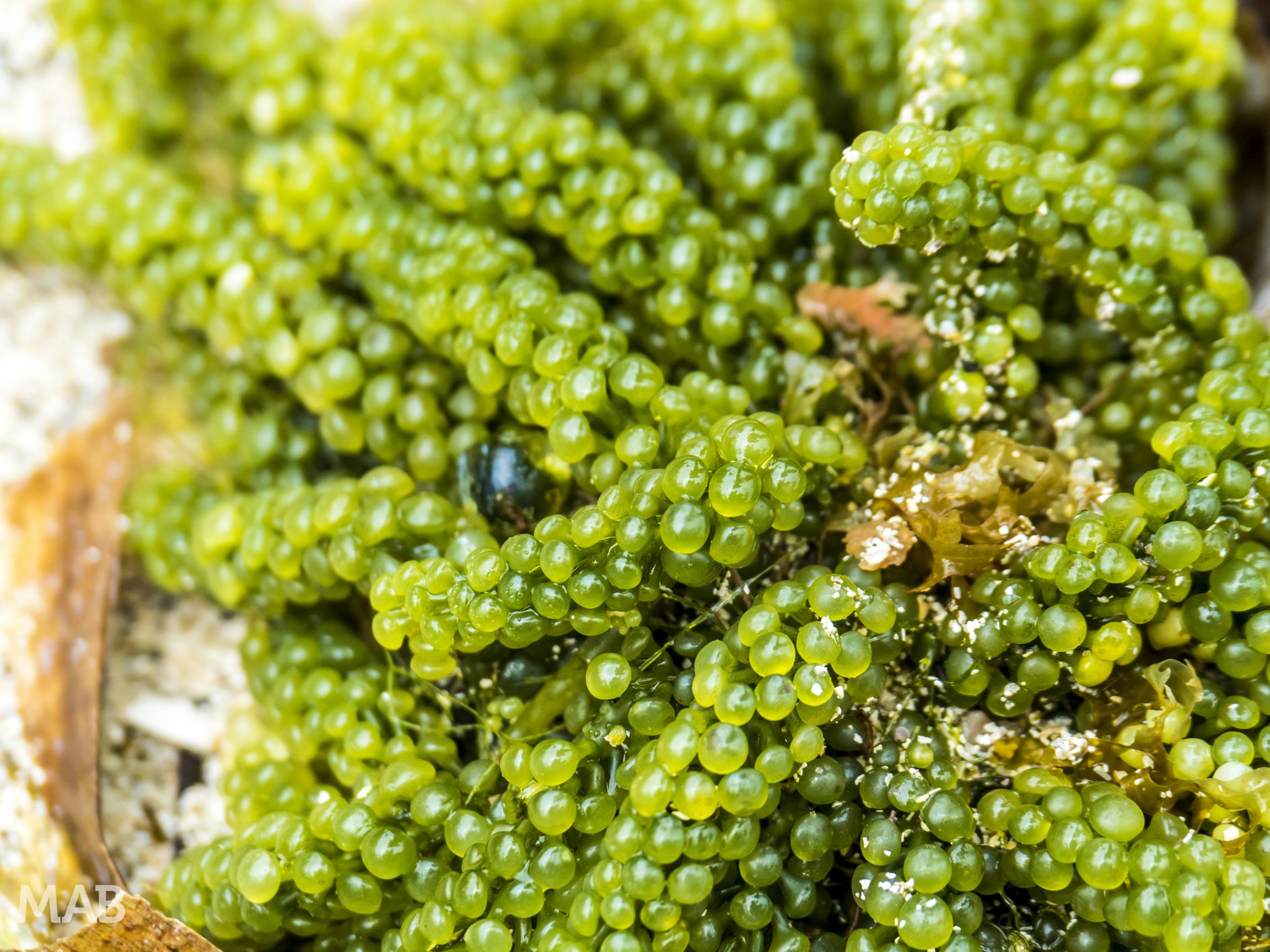 Green Bubbly Seaweed