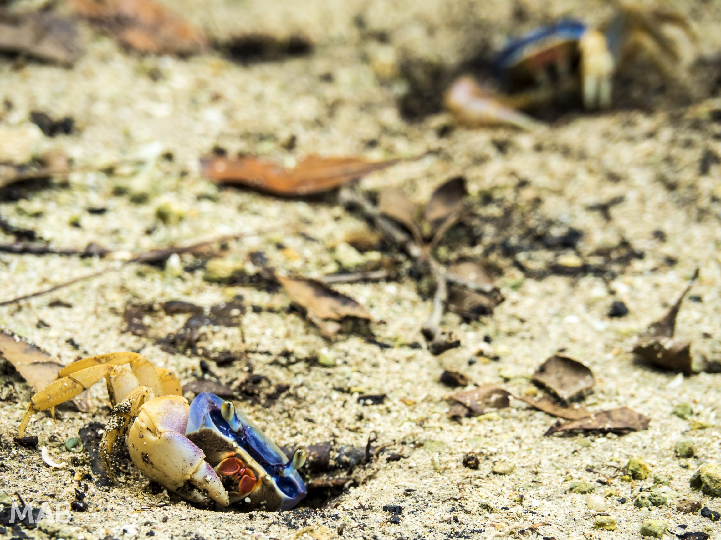 Crabs Heading Home