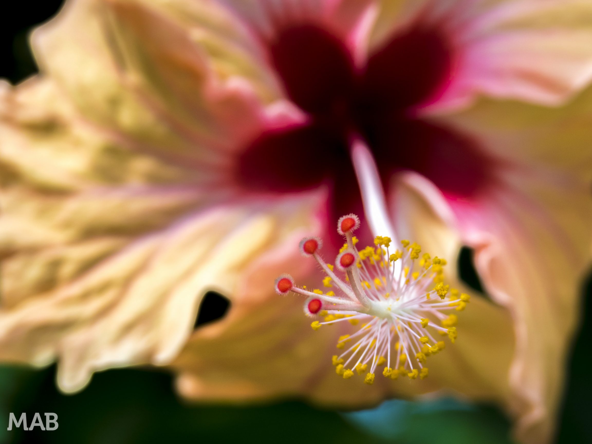 Hibiscus Up Close