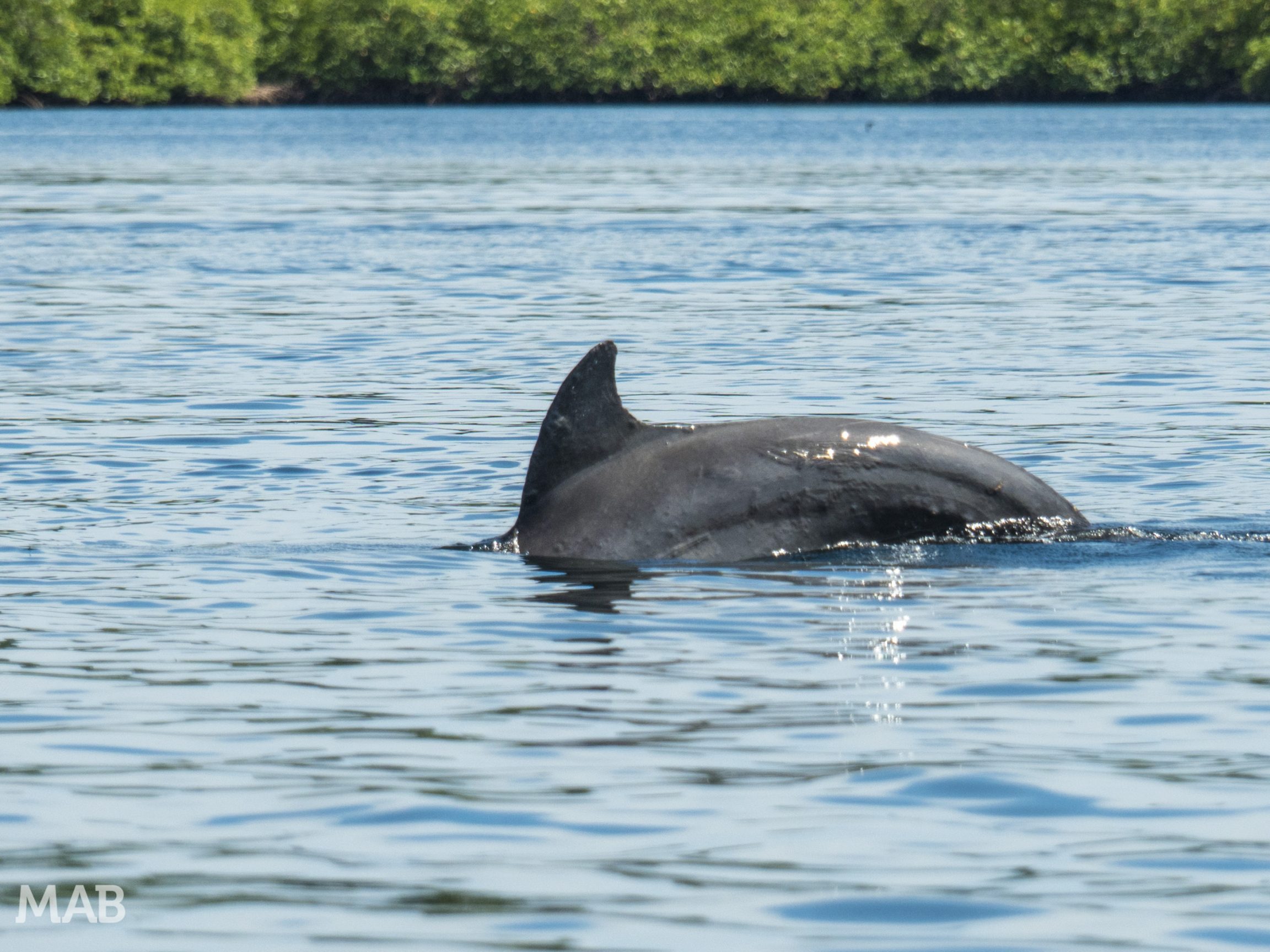 Dolphin Dives
