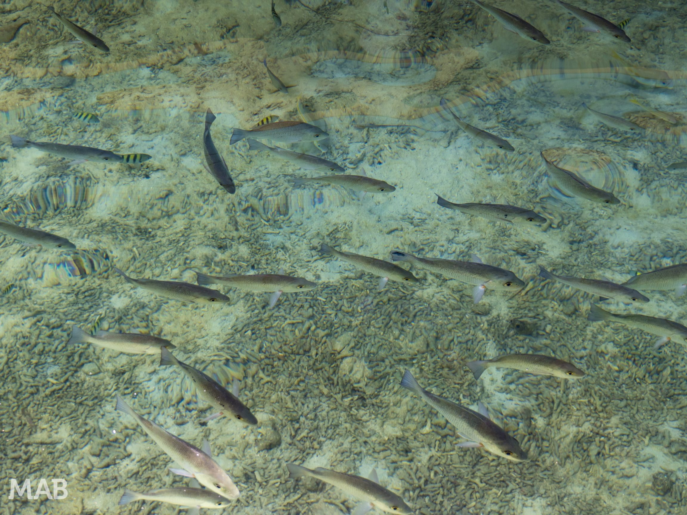 Fishes in the Sea
