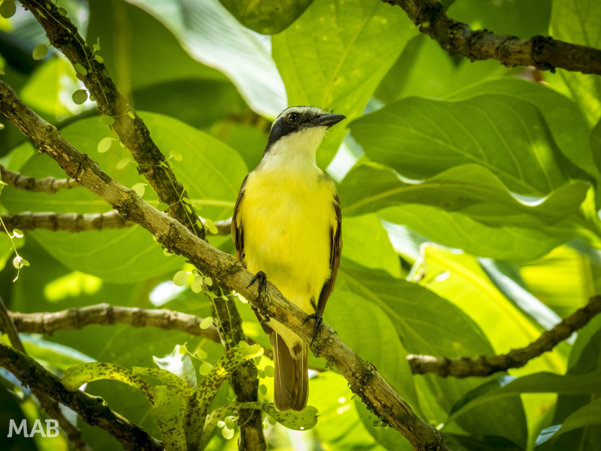 Name That Bird?